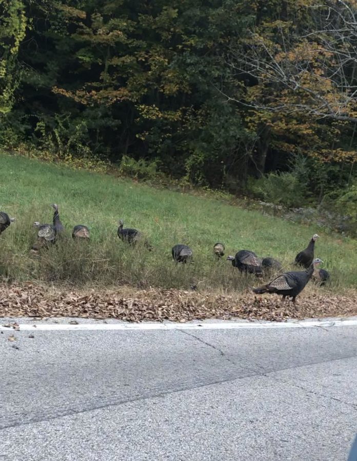 Local Turkeys Gone Rogue