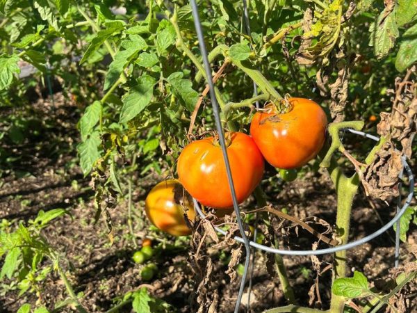 Fresh tomatoes, grown last year