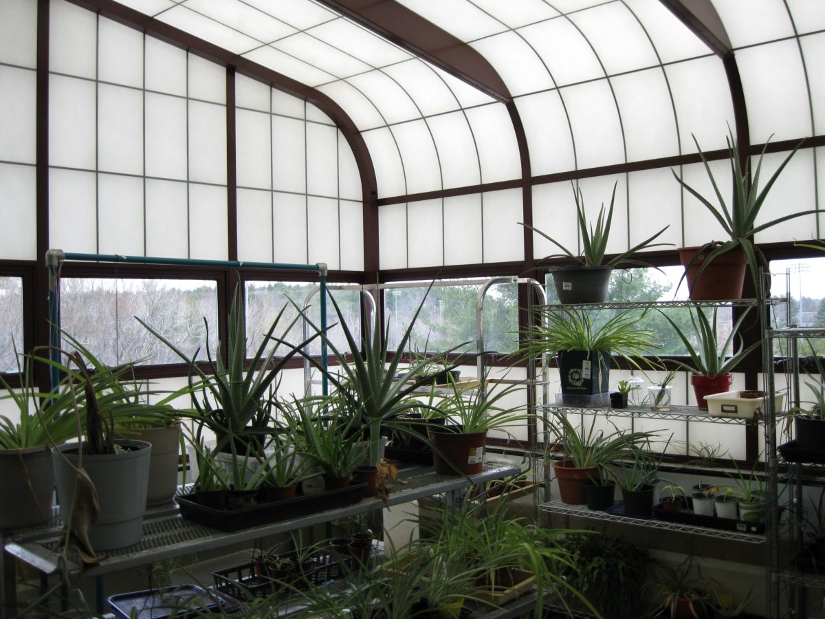 Rows of plants in the PHS greenhouse.